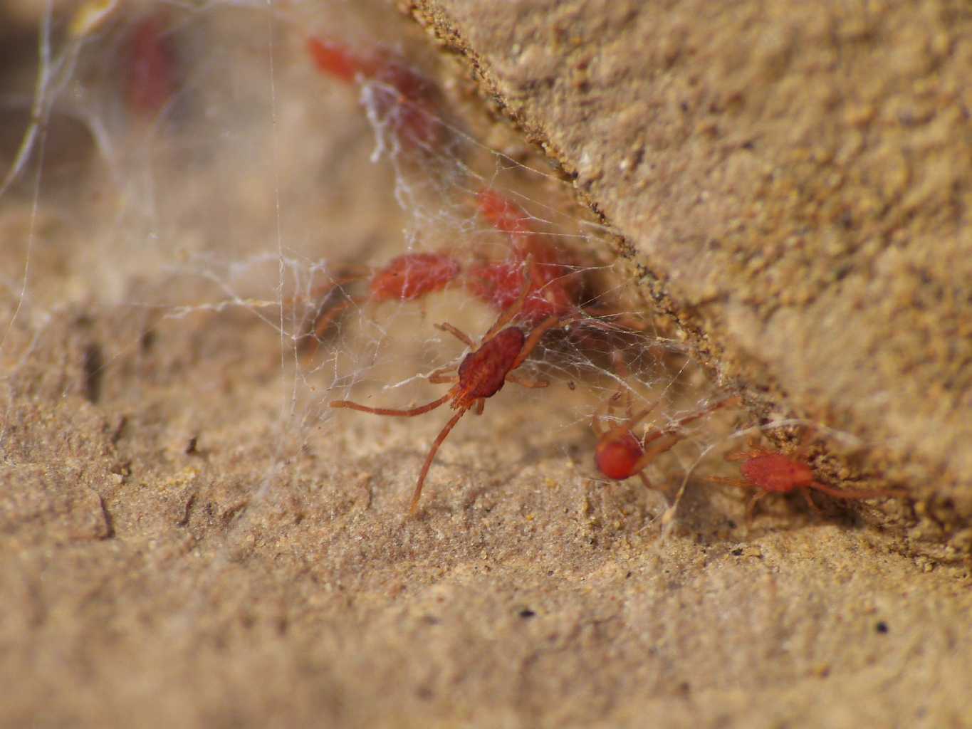 Acaro rosso piatto (fam. Smarididae)